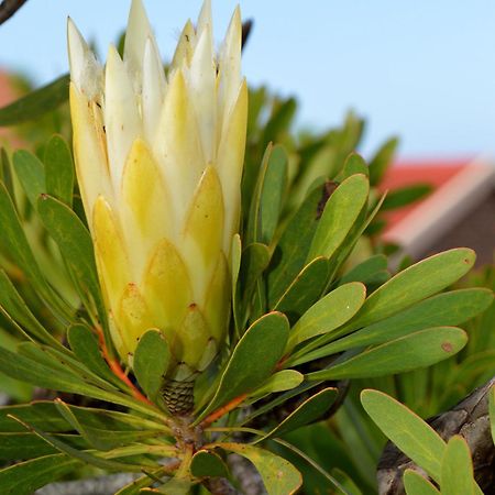 Eden Guesthouse B&B Dana Bay Bagian luar foto