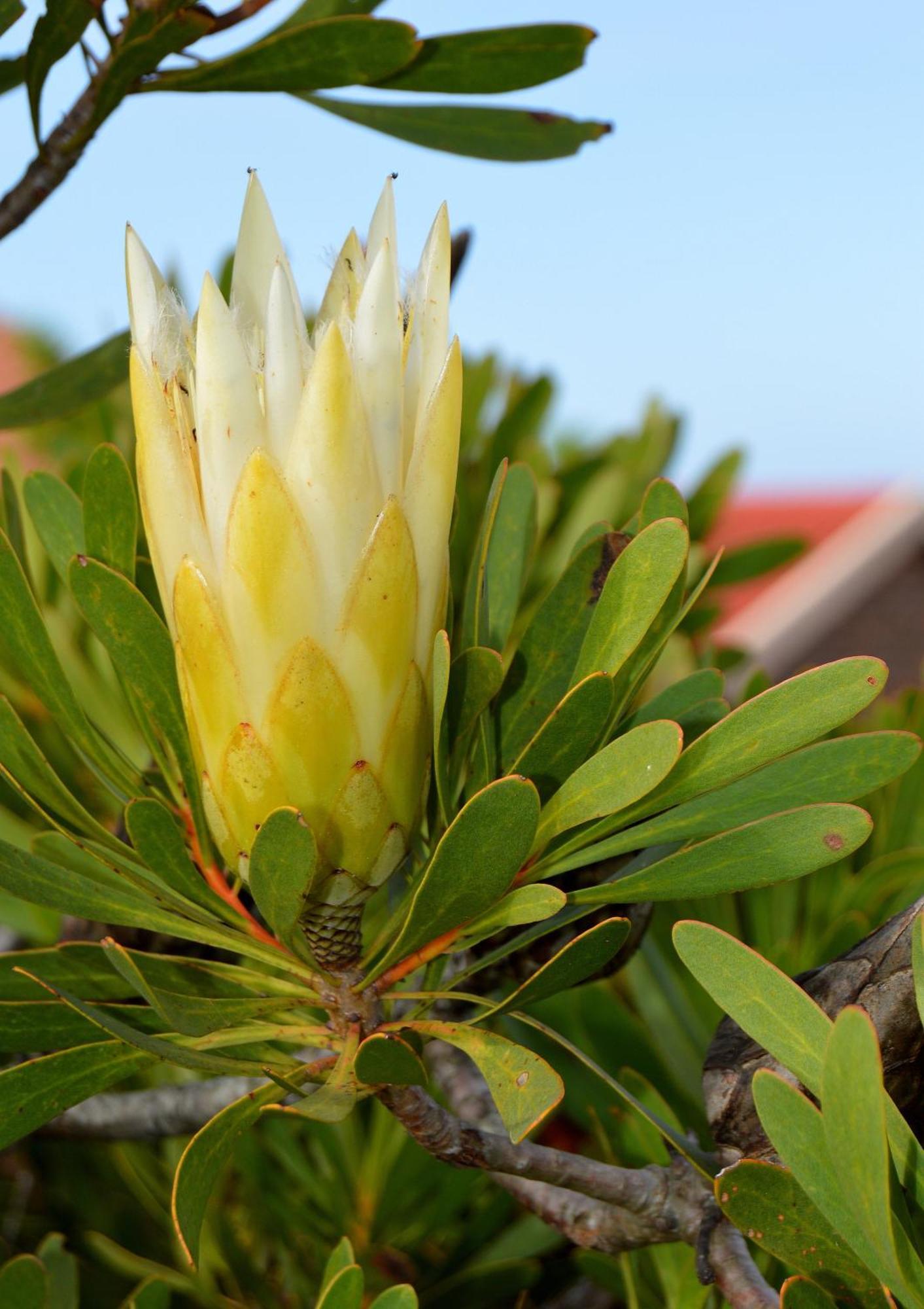 Eden Guesthouse B&B Dana Bay Bagian luar foto